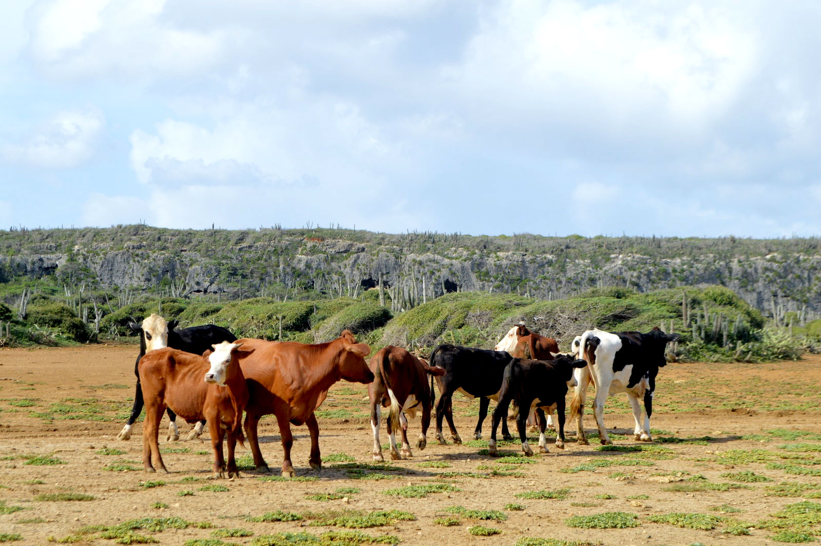 cows2