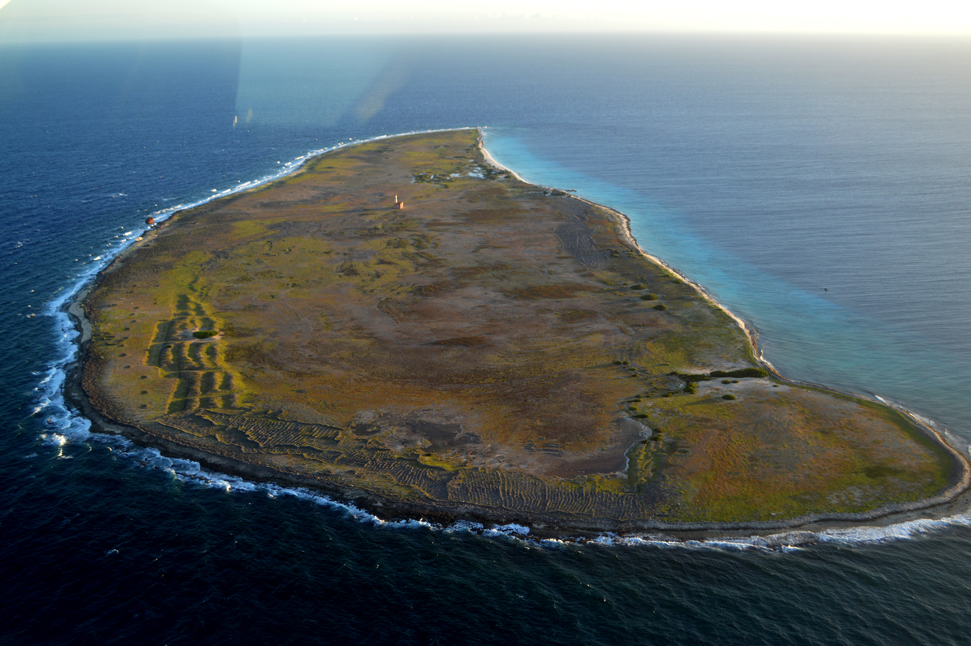 klein-Curacao zeikant